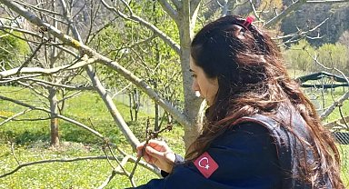 Türkeli'deki tarım arazilerinde hasar tespit çalışmaları başladı