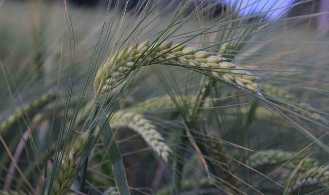 Türkiye'de hububatı, don, kuraklık ve fare tehdit ediyor