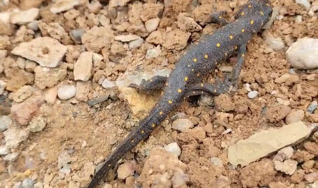 Türkiye'de ilk defa Tunceli'de görülmüştü: Tekrar ortaya çıktı