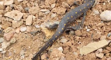 Türkiye'de ilk defa Tunceli'de görülmüştü: Tekrar ortaya çıktı