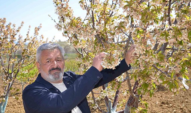 Türkiye'nin en 'Erkenci' kirazını da don vurdu