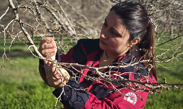 Türkiye'nin en önemli dut merkezini zirai don vurdu