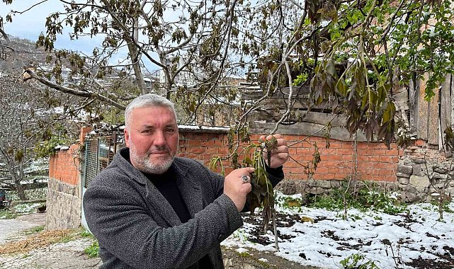 Türkiye'nin önemli ceviz üretim merkezini zirai don vurdu