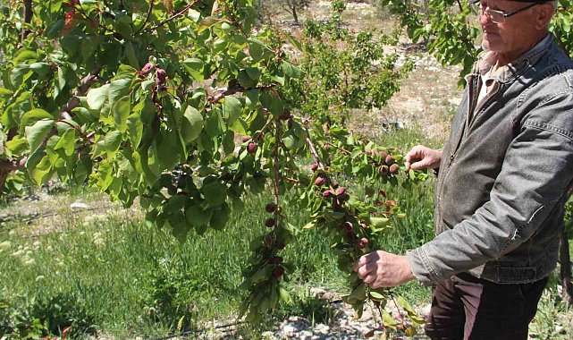 Türkiye'nin sofralık kayısı üretim merkezi, zirai donu yüzde 30 hasarla atlattı
