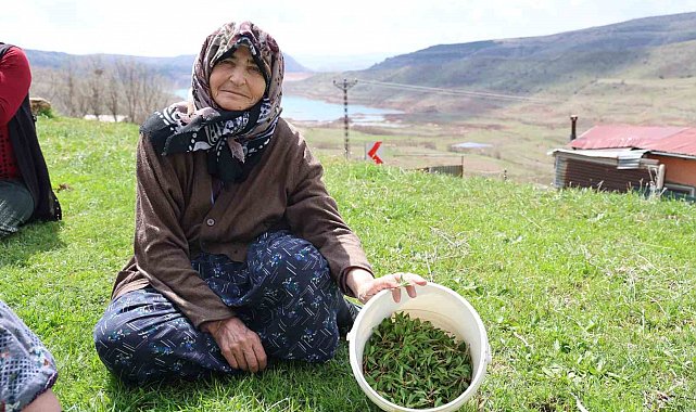 Türkülere konu olan madımak hasadı başladı