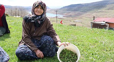 Türkülere konu olan madımak hasadı başladı