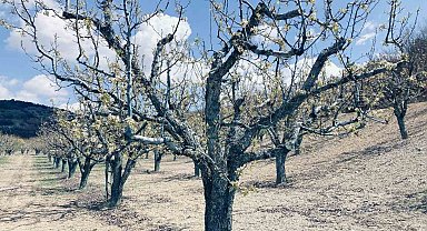 TZOB Başkanı Bayraktar: "Gövdesi yanan ağaçlar seneye de meyve vermeyebilir"