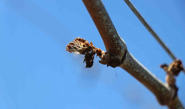 TZOB Genel Başkanı Bayraktar: "65 ilimizde zirai don zararı var"