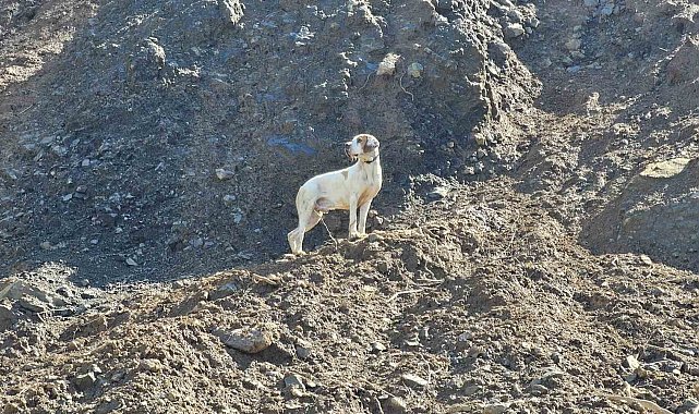 Uçurumda mahsur kalan görme engelli köpek kurtarıldı