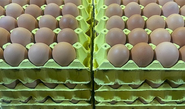 Üniversiteli tavukların yumurtaları daha hesaplı