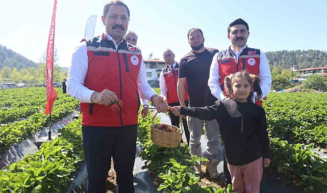 Ünü ülke sınırlarını aşan Yayladağı çileğinde bereketli hasat