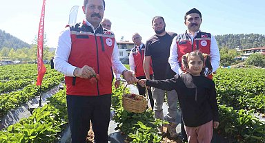 Ünü ülke sınırlarını aşan Yayladağı çileğinde bereketli hasat