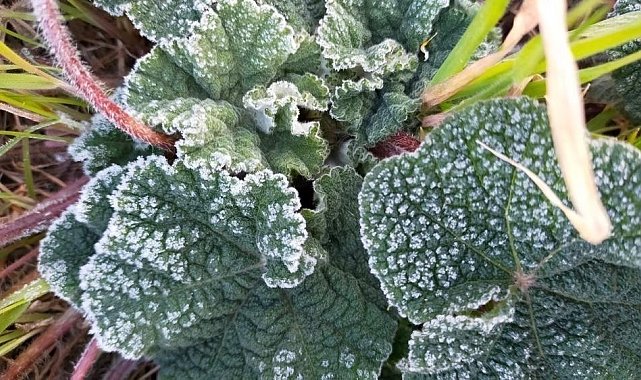 Uşak'aa zirai don uyarısı