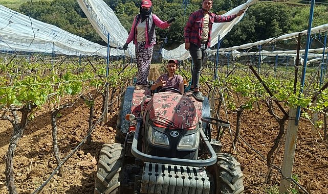 Üzüm bağlarına İtalyan dolu tül sistemi uygulaması başlandı