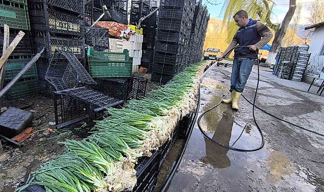 Uzundere'de seralarda üretim yeniden başladı