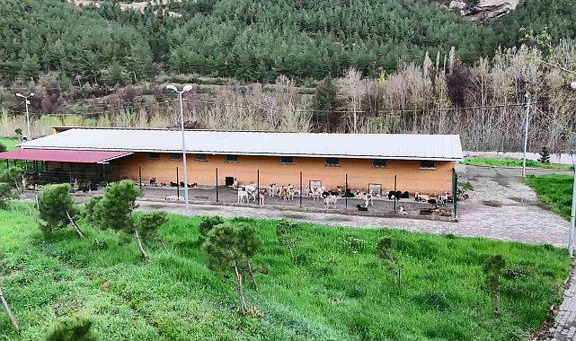 Vali Yavuz: "Hedefimiz Haziran'a kadar sokaklarda sahipsiz hayvan bırakmamak"