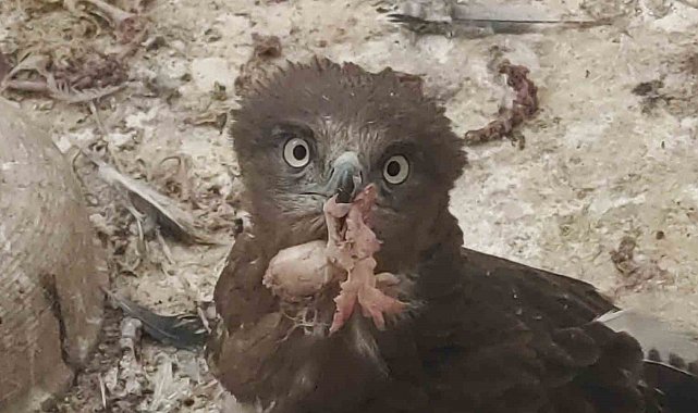 Van'da 2025 yılının ilk çeyreğinde 30 yaban hayvanı tedavi edildi