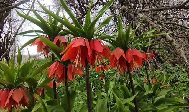 Van'da 3 bin rakımda kış, bin 850 rakımda bahar