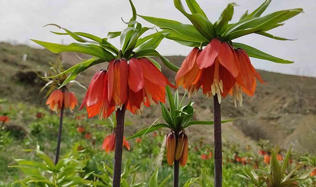 Van'da açan ters laleler ile kardelenler doğayı süsledi