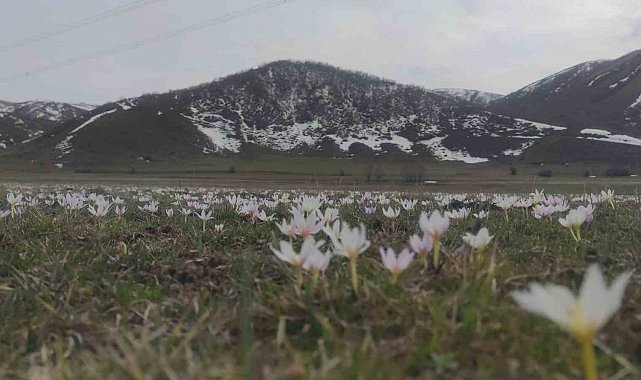 Van'da baharın müjdecisi kardelenler açtı