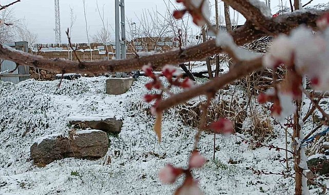 Van'da nisan sürprizi: Çiçek açan ağaçlara kar yağdı