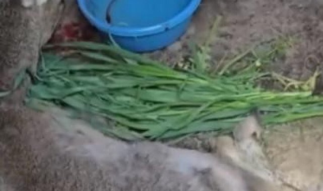 Vatandaşların bulduğu yaralı ceylan tedavi altına alındı