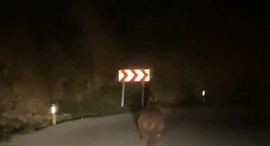 Yaban domuzu ve ayı görüntülendi