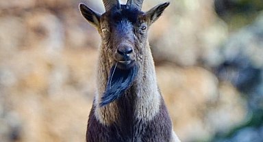 Yaban hayatı Munzur Dağlarına güzellik katıyor