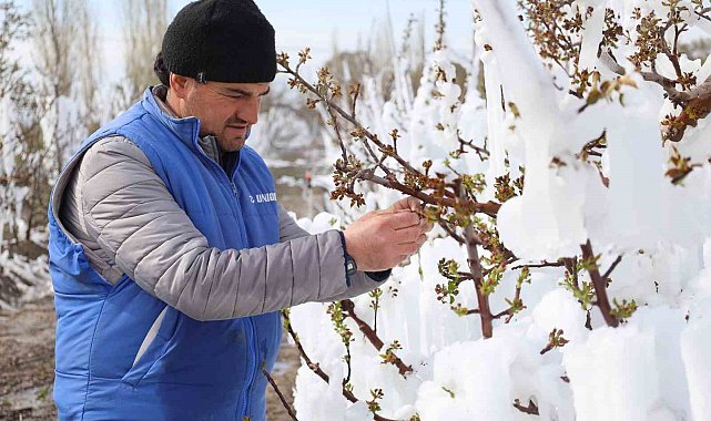 Yahyalı'da elma ağaçlarını don vurdu, zarar büyük