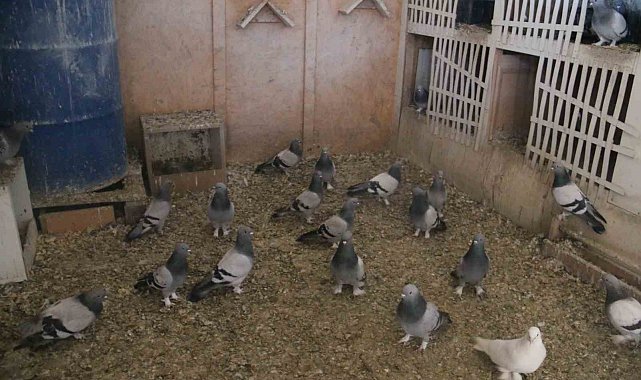 Yalancı bahar güvercin yumurtalarını dondurdu