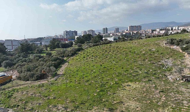 Yamanlar yangınında zarar gören ağaçlar yaşama tutundu