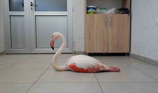 Yaralı flamingo tedavi edilerek doğal yaşama geri bırakıldı