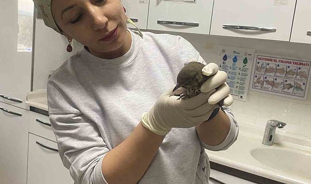 Yaralı kuşun tedavisi hastanede yapıldı