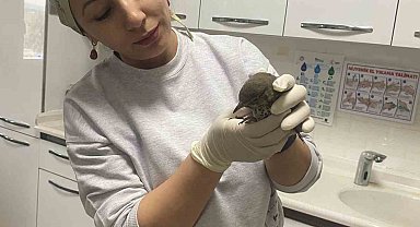 Yaralı kuşun tedavisi hastanede yapıldı