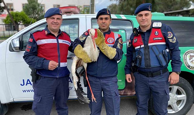 Yaralı leyleğe jandarma yardım elini uzattı