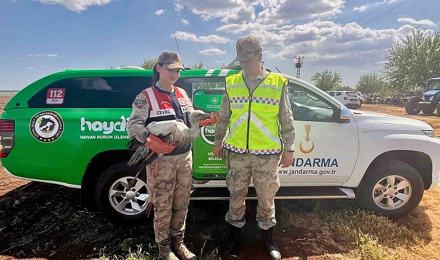 Yaralı leylek tedavi altına alındı