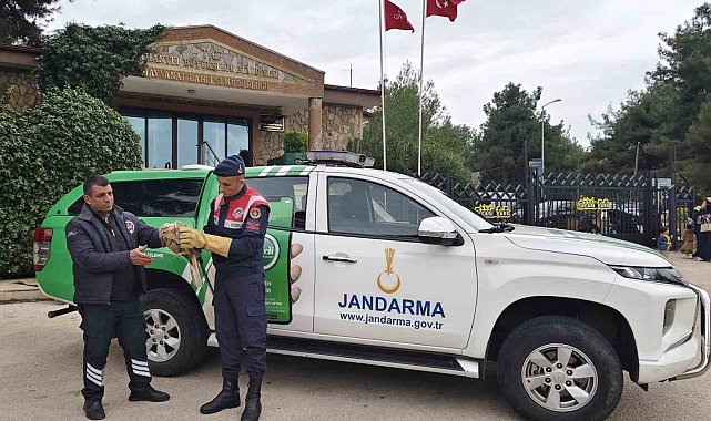 Yaralı şahine jandarmadan şefkat eli