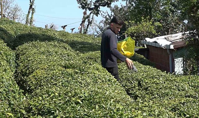 Yaş çay üreticileri son hazırlıklarını tamamlıyor