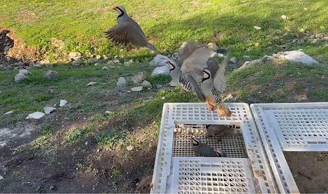 Yasa dışı avlanan kınalı keklikler doğaya salındı