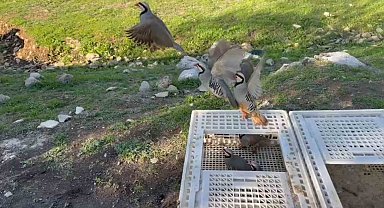 Yasa dışı avlanan kınalı keklikler doğaya salındı