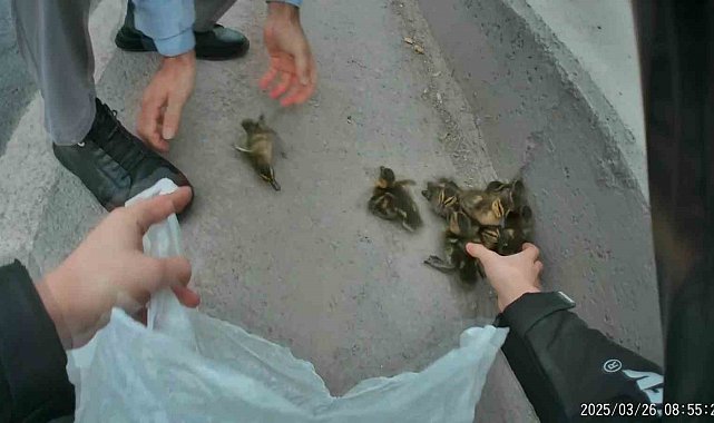 Yavru ördekler trafiği birbirine kattı