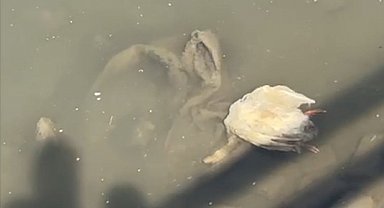 Yeşilırmak'ta balıkların ardından şimdi de kaz ölümleri görüldü