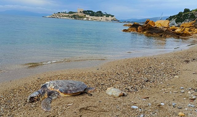 Yılancı Burnu'nda caretta caretta ölü bulundu