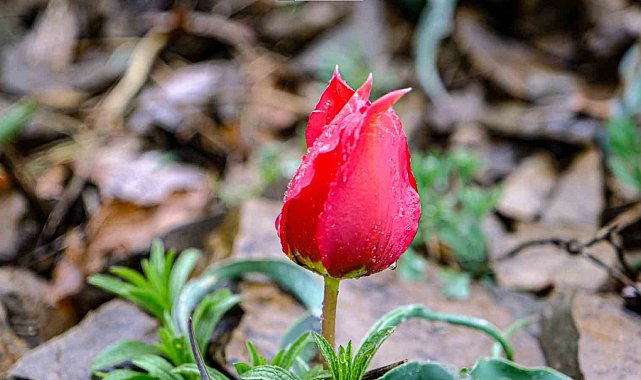 Yılda sadece 15 gün görülen 'dağ lalesi' görsel şölen oluşturuyor