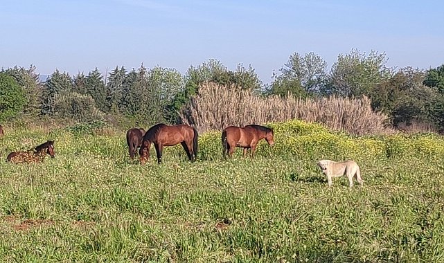 Yılkı atları Manisa'nın yeni sokak hayvanları oldu