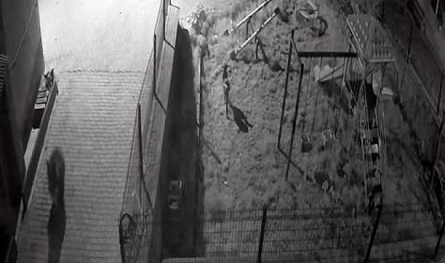 Yiyecek aramaya inen ayıyı köpekler kovaladı: O anlar kamerada