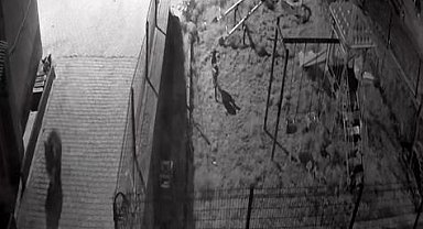 Yiyecek aramaya inen ayıyı köpekler kovaladı: O anlar kamerada