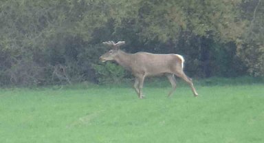 Yiyecek arayan 2 geyik kamerada