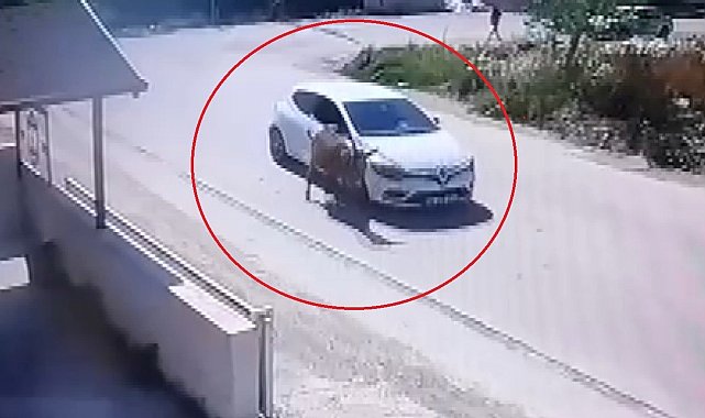 Yol artasındaki eşeği ezdi