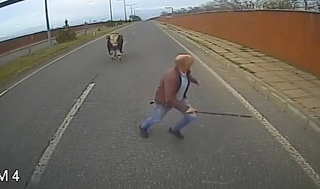 Yola çıkan ineği uzaklaştırmak isterken neye uğradığını şaşırdı